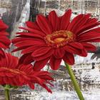 Red Gerberas II