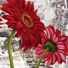 Red Gerberas III