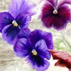 Pansies II