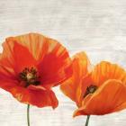 Bright Poppies I