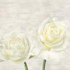 Classic Roses I