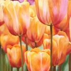 Spring Tulips II