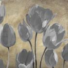 Grey Tulips II