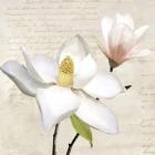 Ivory Magnolia I