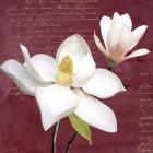 Burgundy Magnolia I