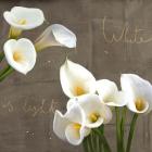 White Callas