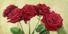 Rose Rosse