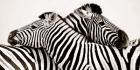 Zebras in Love