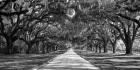 Tree Lined Plantation Entrance,  South Carolina