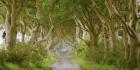 The Dark Hedges, Ireland