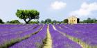 Lavender Fields, France