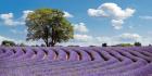 Lavender Field in Provence, France
