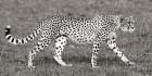 Cheetah Hunting, Masai Mara