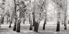 Birches in a Park