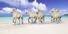 Band of Brothers, Lanikai Beach, Hawaii