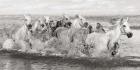 Herd of Horses, Camargue