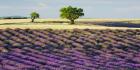 Lavender Field and Almond Tree, Provence, France