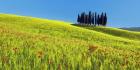 Cypress and Corn Field, Tuscany, Italy