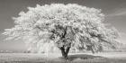 Lime Tree with Frost, Bavaria, Germany