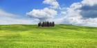 Cypresses, Val d'Orcia, Tuscany (detail)