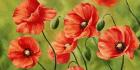 Field of Poppies