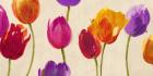 Tulips & Colors