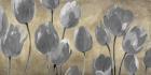 Grey Tulips