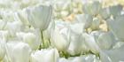 Field of White Tulips