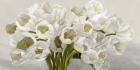 Tulipes Blanches