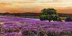 Campo di Lavanda