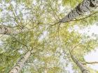 Birch Woods in Spring