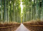 Bamboo Forest, Kyoto, Japan