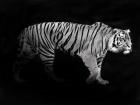 Panthera Tigris