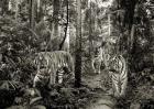 Bengal Tigers (BW)