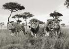 Brothers, Masai Mara, Kenya
