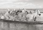 Herd of Horses, Camargue