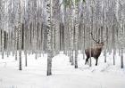 Stag in Birch Forest, Norway