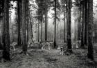 Pack of Wolves in the Woods (BW)