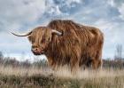 Scottish Highland Bull