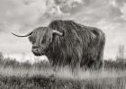 Scottish Highland Bull (BW)