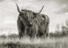 Scottish Highland Cattle (BW)