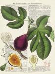 Fruits de Saison, Figues