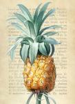 Pineapple, After Redoute
