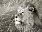 African Lion, Masai Mara, Kenya 1