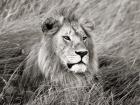 African Lion, Masai Mara, Kenya 2