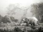 African Elephant, Ngorongoro Crater, Tanzania