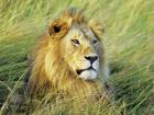 African Lion, Masai Mara, Kenya