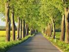 Lime Tree Alley, Mecklenburg Lake District, Germany 1