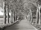 Lime Tree Alley, Mecklenburg Lake District, Germany 2