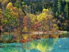 Forest in autumn colours, Sichuan, China